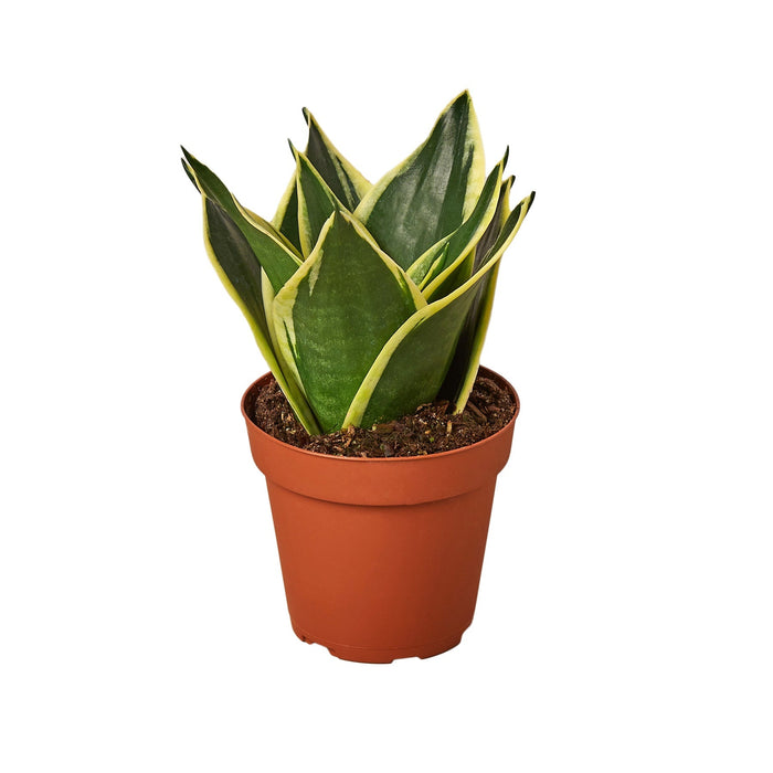 nurseries near me that have snake plant Snake Plant Black Gold
