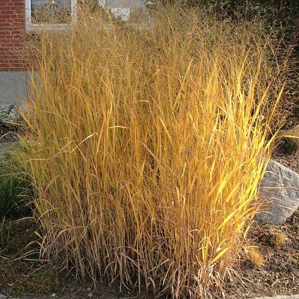 Panicum virgatum 'Thundercloud'  - Thundercloud Switch Grass - Shipped