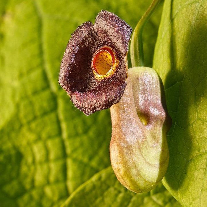 Aristolochia macrophylla  - Dutchman's Pipe, Pipevine - Shipped