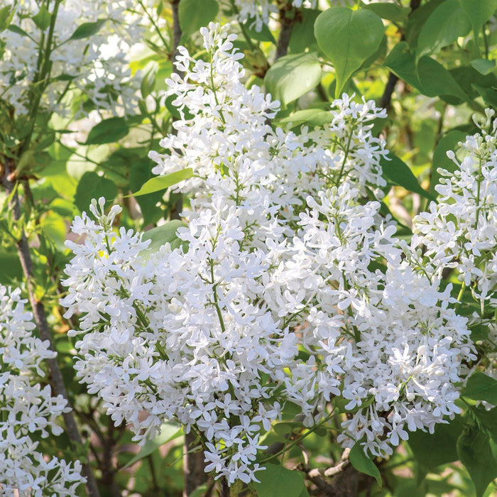 Syringa vulgaris 'G13103'  - New Age™ White Lilac - Shipped