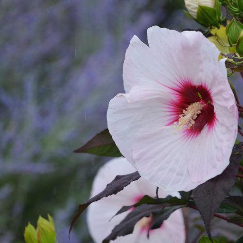 Summerific® Perfect Storm Hibiscus - Shipped