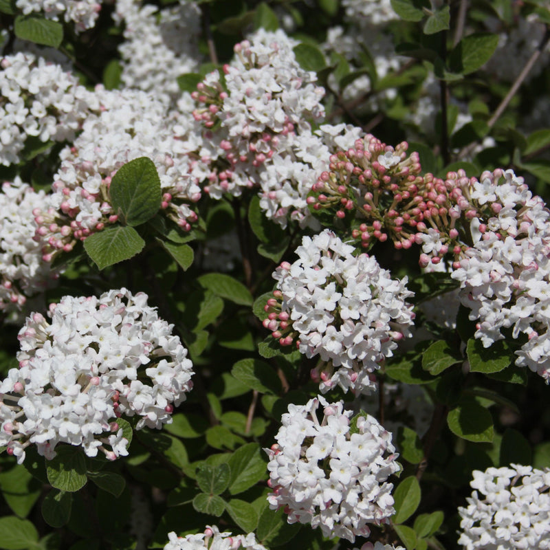 Spice Island™ Korean Spice Viburnum - Shipped