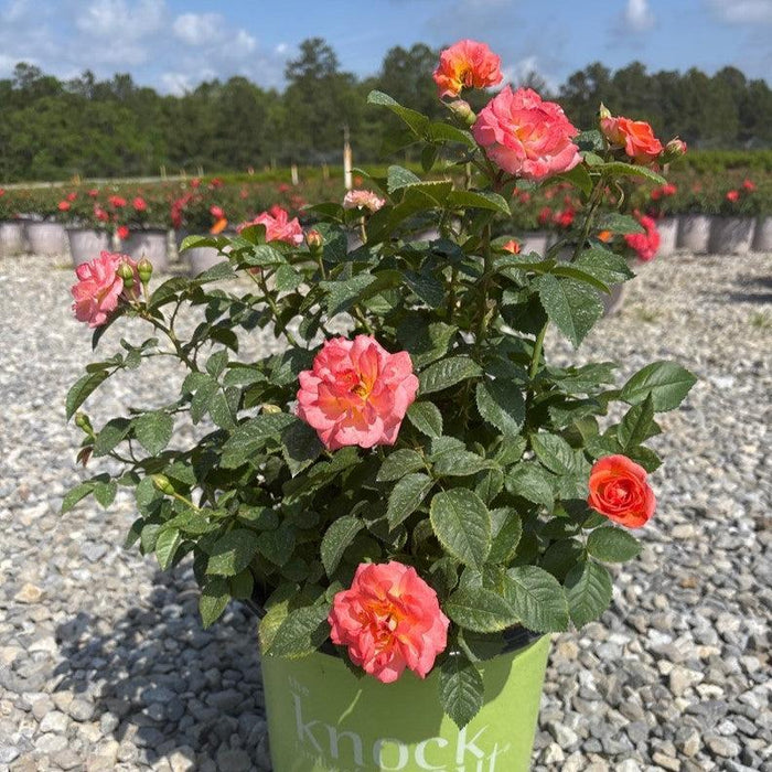 Rosa 'Radslam' PP 35,826  - Orange Glow™ Knock Out® Rose - Shipped