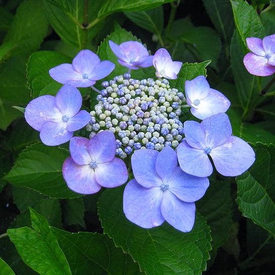 Endless Summer® Pop Star® Hydrangea - Shipped