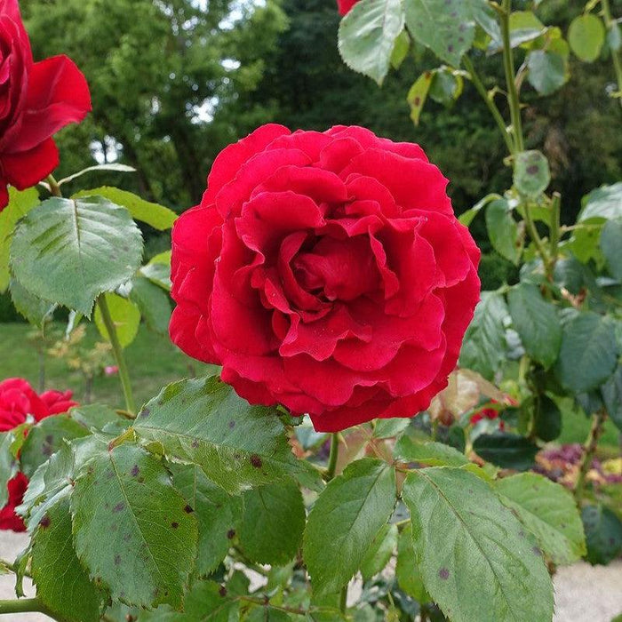 Rosa 'True Love'  - True Love™ Rose - Shipped