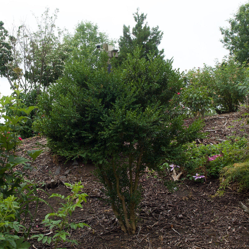 Winter Gem Boxwood - Shipped