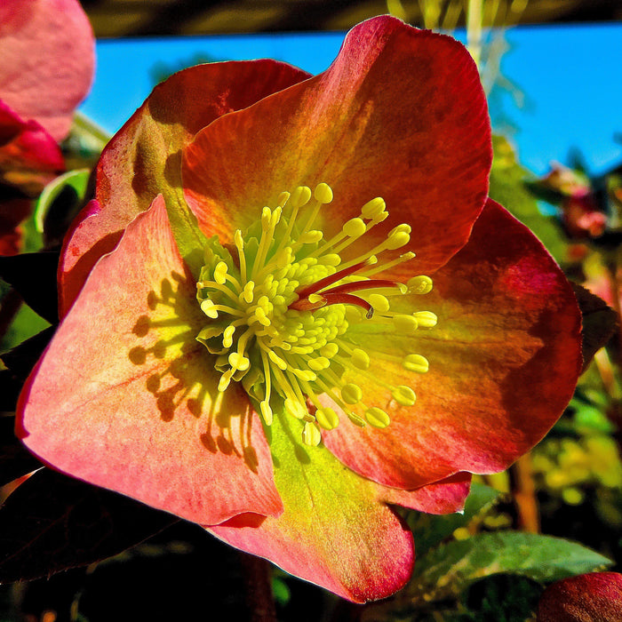 Helleborus x hybridus 'ABCRD01'  - FrostKiss™ Penny's Pink® Lenten Rose - Shipped