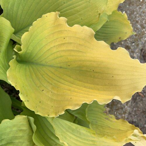 Hosta 'Echo the Sun' PP35,943  - PW® Shadowland® Echo the Sun Hosta - Shipped
