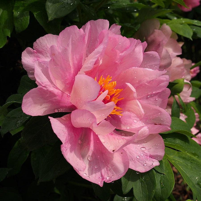 Paeonia 'First Arrival'  - First Arrival Itoh Peony - Shipped
