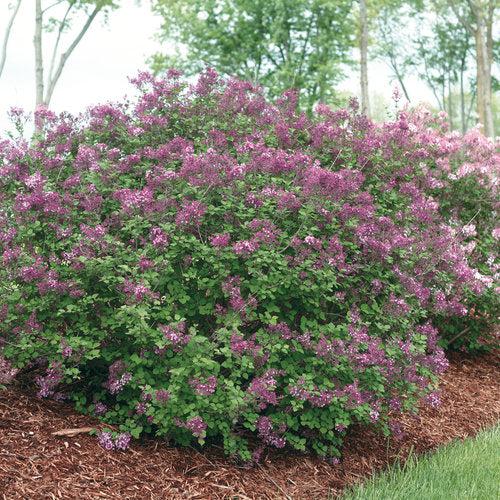 Bloomerang® Dark Purple Lilac - Shipped