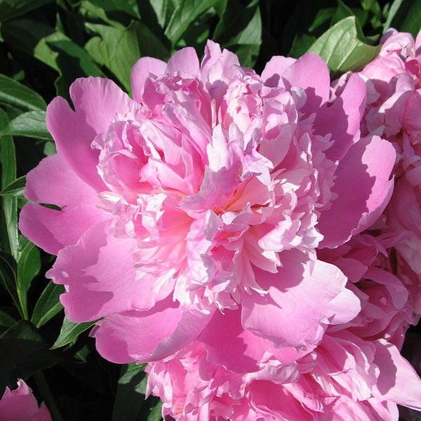 Paeonia lactiflora 'Monsieur Jules Elie'  - Monsieur Jules Elie Peony - Shipped