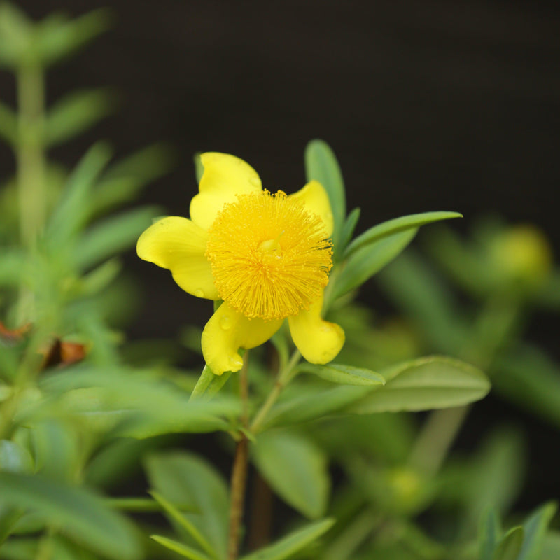 Sunburst St. John's Wort - Shipped