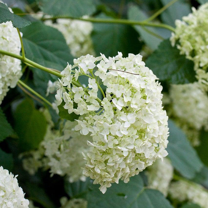 Hydrangea arborescens 'Annabelle'  - Mophead Hydrangea, Annabelle Hydrangea - Shipped