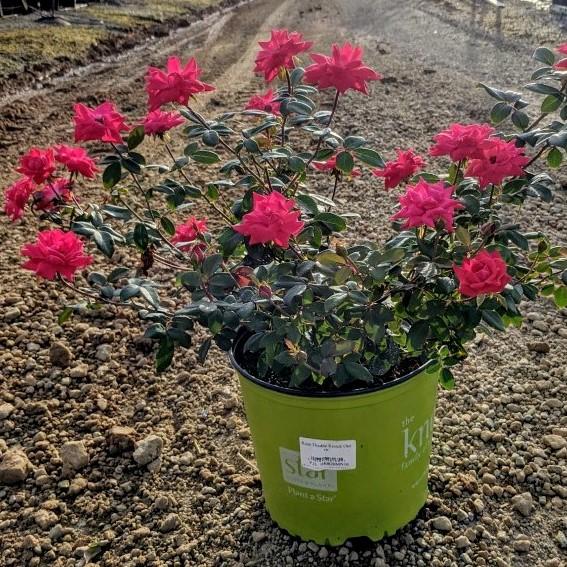 Rosa ‘Radtko’ PP 16,202  - Double Knock Out® Rose - Shipped