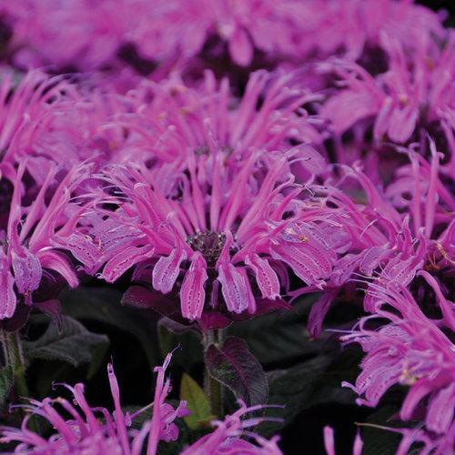 Monarda 'Leading Lady Plum' PP26,447  - PW® Leading Lady Plum Bee Balm - Shipped