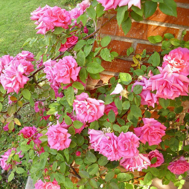 Zéphirine Drouhin Rose - Shipped