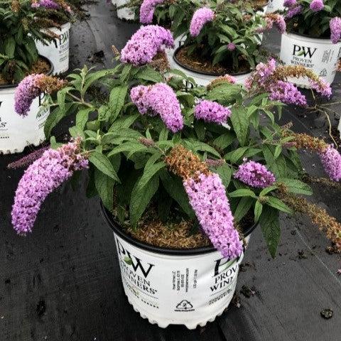 Buddleia x 'SMNBDL'  - Pugster® Amethyst Butterfly Bush - Shipped