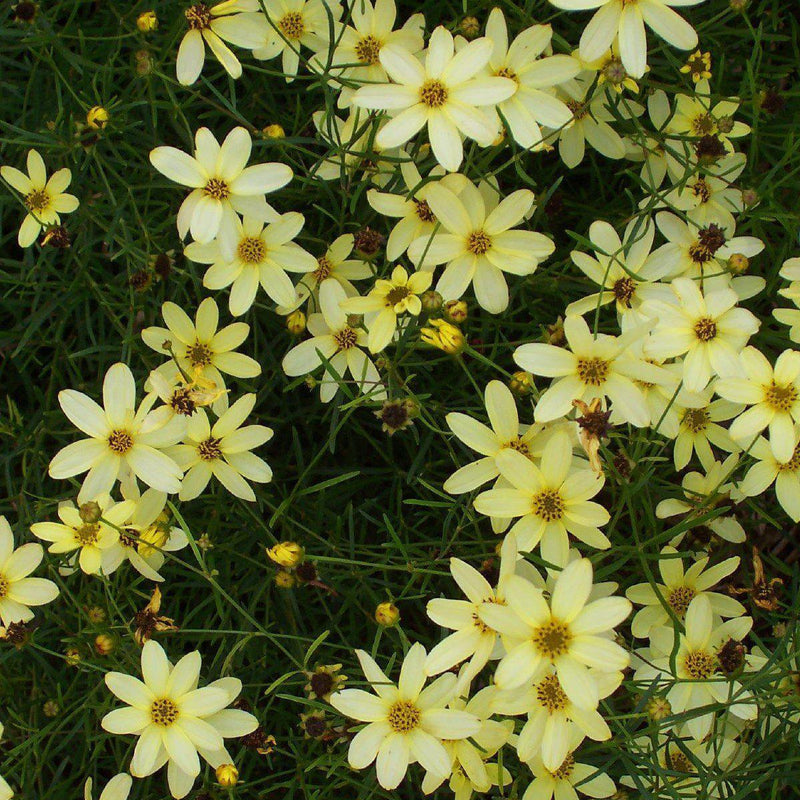Moonbeam Threadleaf Coreopsis - Shipped