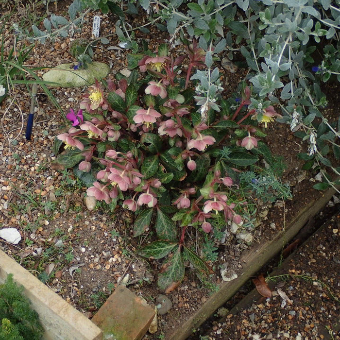 Helleborus x hybridus 'RD09'  - FrostKiss™ Pippa's Purple Lenten Rose - Shipped