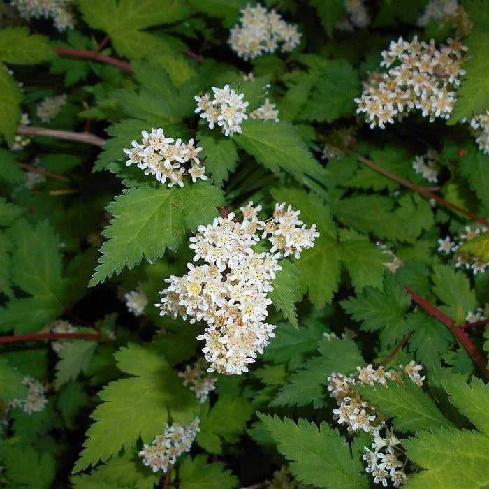Stephanandra incisa 'Crispa'  - Crispa Cutleaf Stephanandra - Shipped