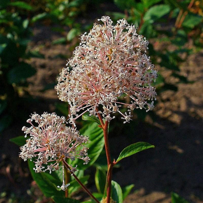 Ceanothus americanus  - New Jersey Tea - Shipped