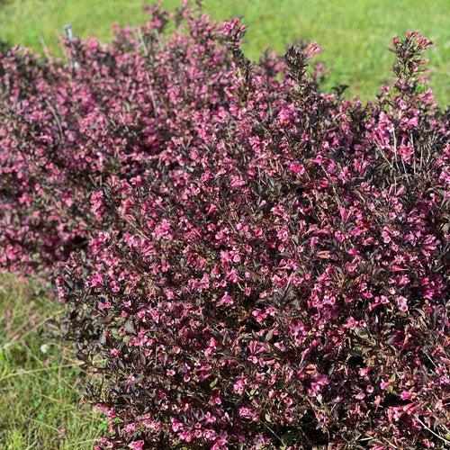 Weigela florida 'SMNWFDFPD'  - Very Fine Wine® Weigela - Shipped