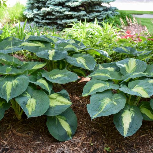 PW® Shadowland® Hudson Bay Hosta - Shipped