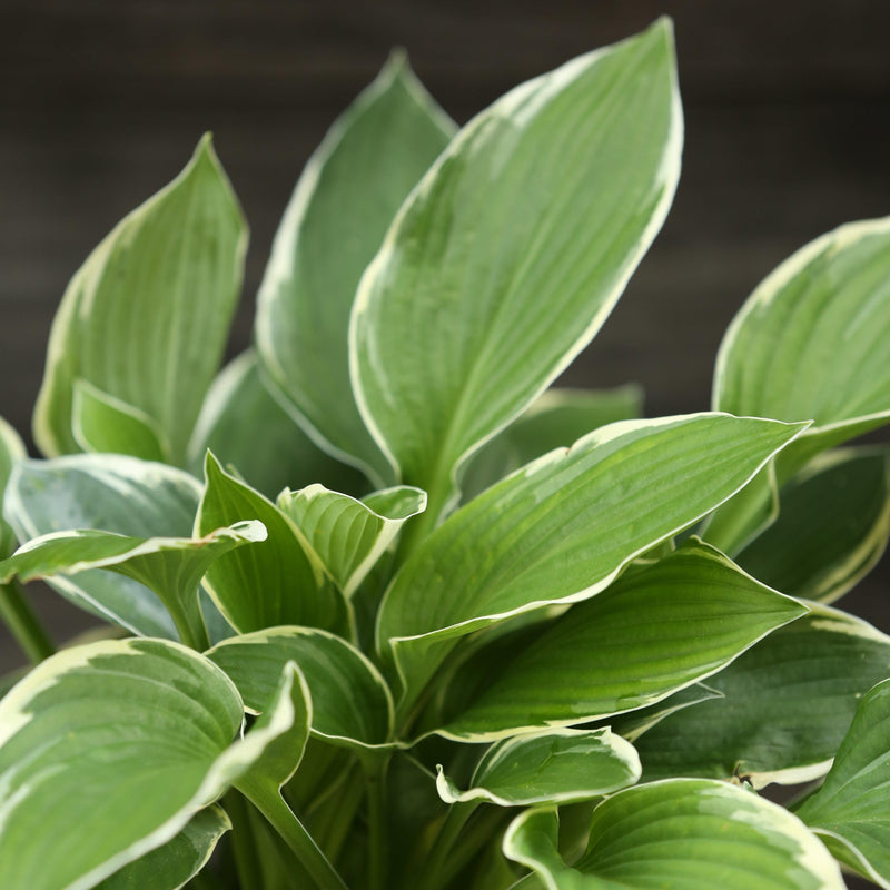 Francee Hosta - Shipped