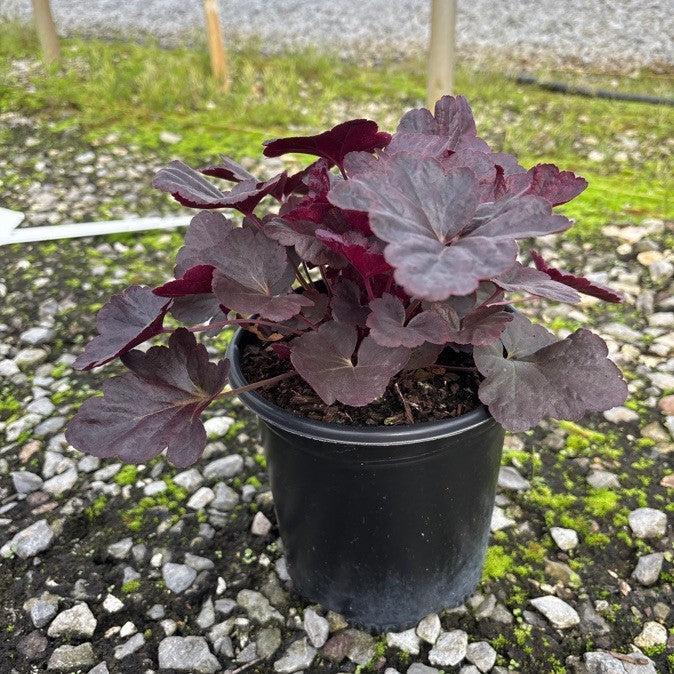 Heuchera 'Obsidian'  - Obsidian Coral Bells - Shipped