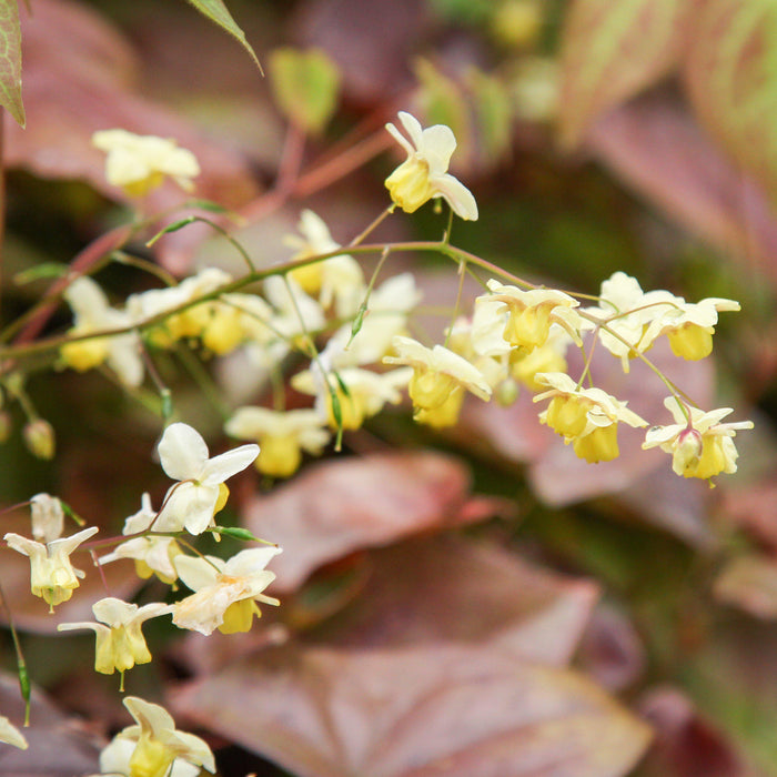 Epimedium versicolor 'Sulphureum'  - Sulphureum Bishop's Hat - Shipped