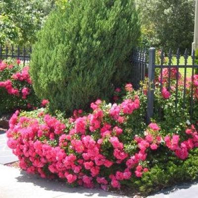 Flower Carpet® Pink Rose - Shipped
