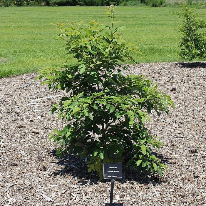 Sassafras albidum  - Sassafras - Shipped