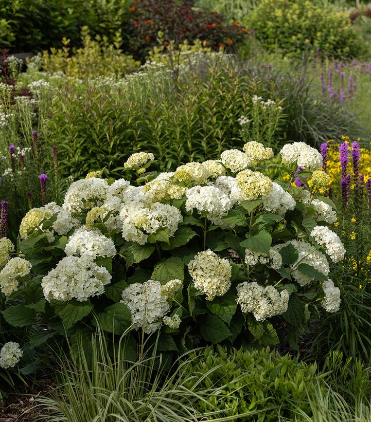 HYDRANGEA ARB. `FLOWERFULL™` - In Store Pickup