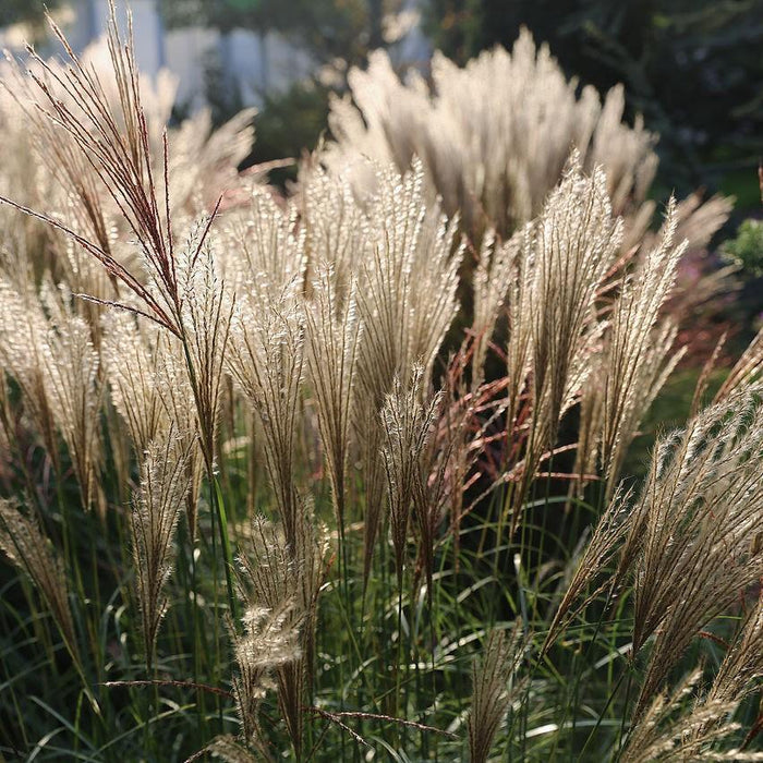 Miscanthus sinensis 'Adagio'  - Adagio Maiden Grass - Shipped