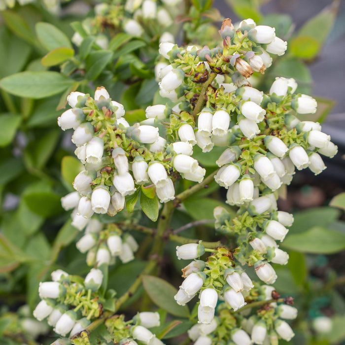 Vaccinium 'ORUS-61-1'  - Bushel and Berry® Perpetua® Blueberry - Shipped