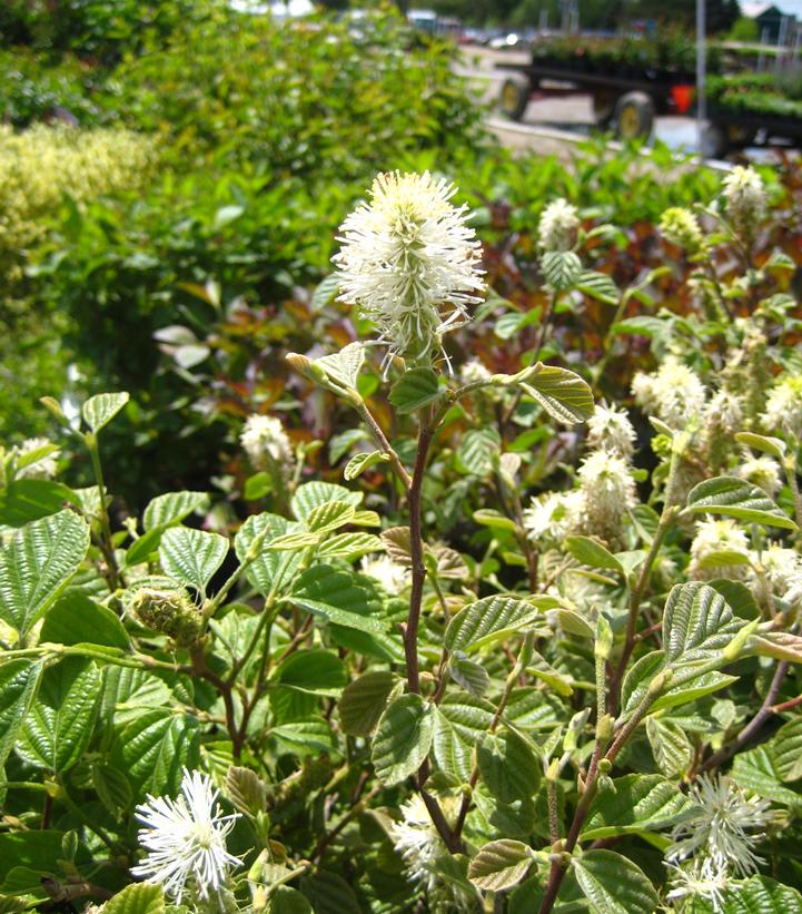MOUNTAIN WITCHALDER (FOTHERGILLA MAJOR) - LARGE FOTHERGILLA - In Store Pickup