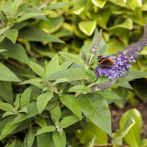 Buddleia davidii 'SMNBDBT' PP#28,794  - Pugster Blue® Dwarf Butterfly Bush - Shipped