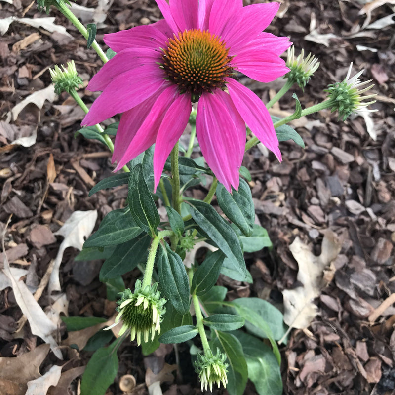 PowWow® Wild Berry Echinacea, Coneflower - Shipped