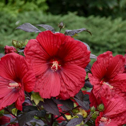 Summerific® Holy Grail Hibiscus - Shipped