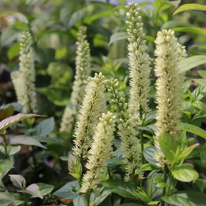 Itea virginica 'SMNIVMM' PP33549  - PW® Fizzy Mizzy® Sweetspire - Shipped