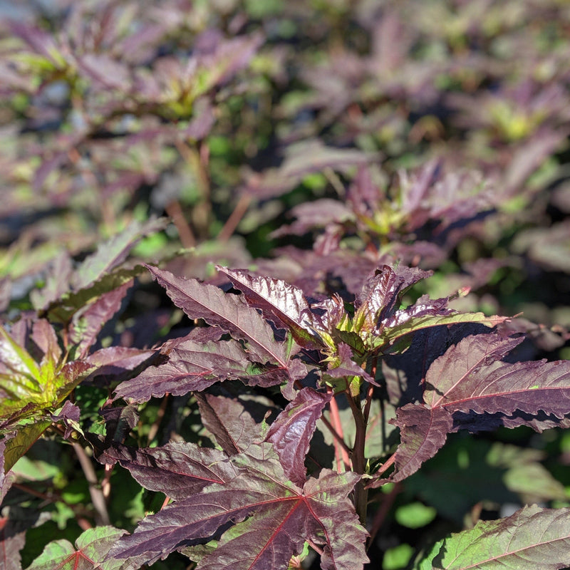 Midnight Marvel Red Leaf Hibiscus - Shipped