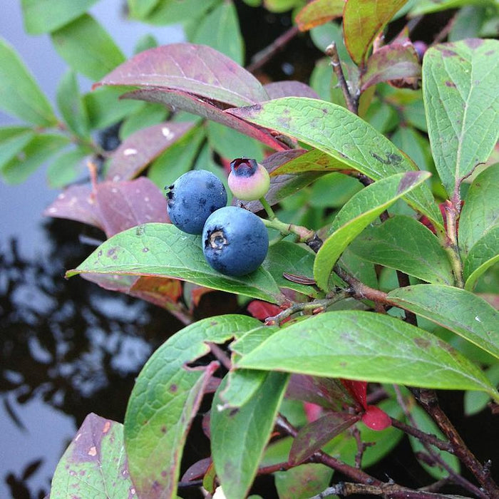 Vaccinium corymbosum 'ZF06-079'  - Pink Icing® Blueberry - Shipped