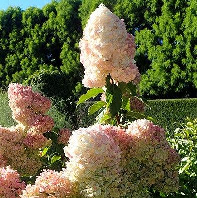 First Editions® Vanilla Strawberry™ Hydrangea - Shipped