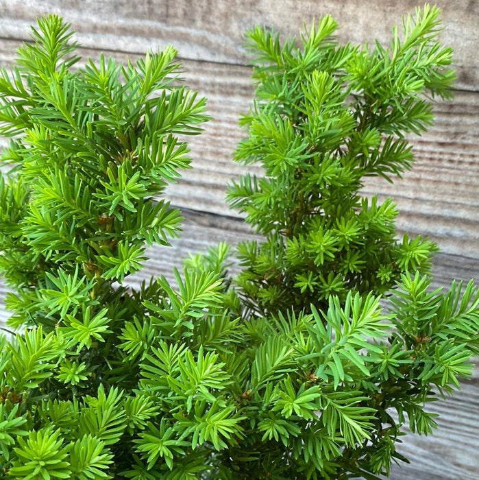 Taxus x media 'Densiformis'  - Dense Spreading Yew - Shipped