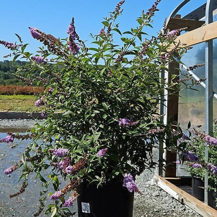 Buddleia 'Glass Slippers' PP27,832  - MONARCH® Glass Slippers Butterfly Bush - Shipped