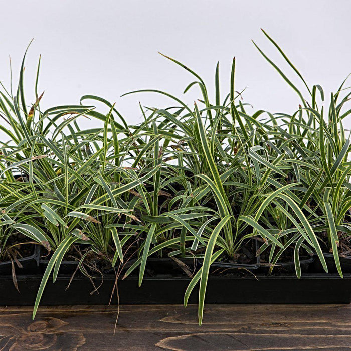 white lily turf Variegated Lily Turf