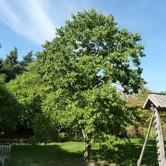 Diospyros virginiana  - Persimmon - Shipped