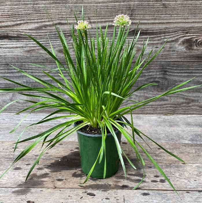 Allium 'Millenium'  - Millenium Ornamental Onion - Shipped