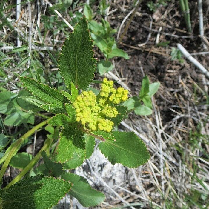 Zizia aptera  - Heart Leafed Meadow Parsnip - Shipped