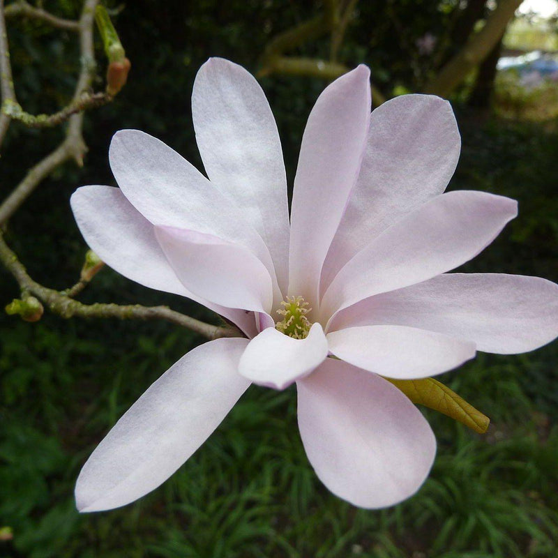 Leonard Messel Magnolia - Shipped